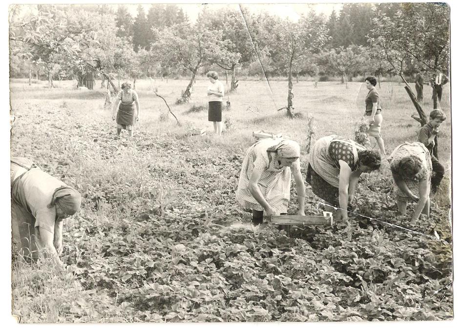 Kmetija | Avtor: Spletna stran Planjava