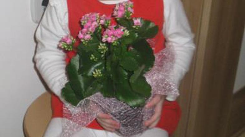 Gaja, za Gajine korake