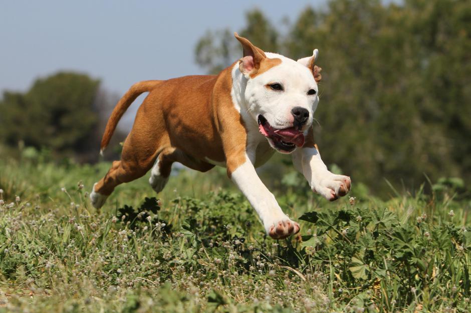 Ameriški staffordshirski terier | Avtor: Profimedia