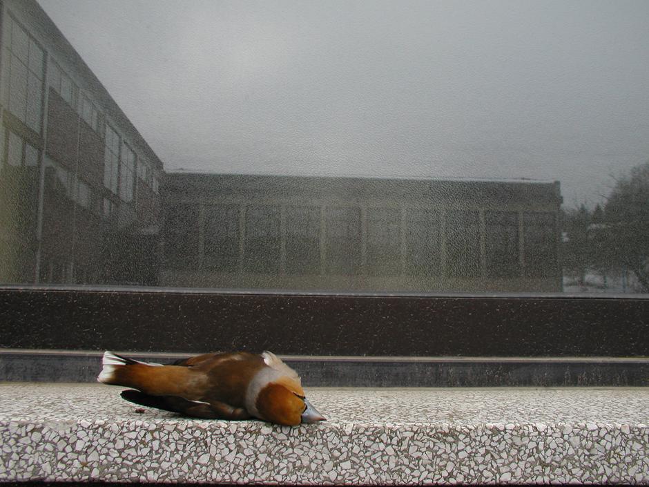 Trki ptic | Avtor: DOPPS