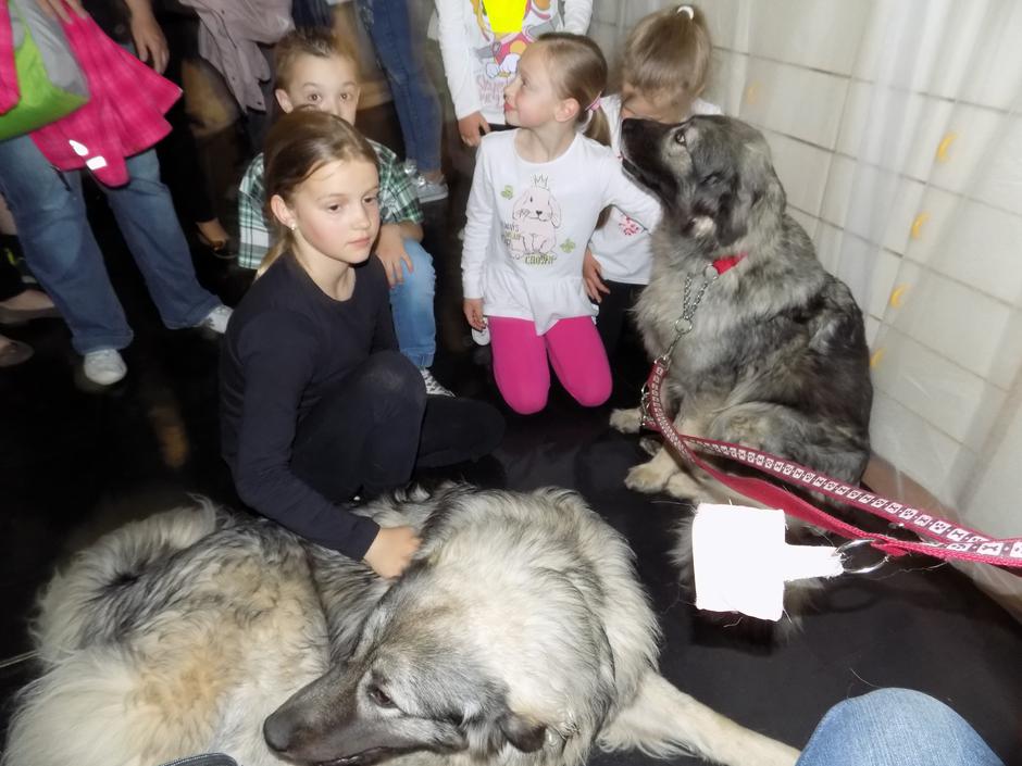 Kraški ovčarji | Avtor: Davorin Lisjak