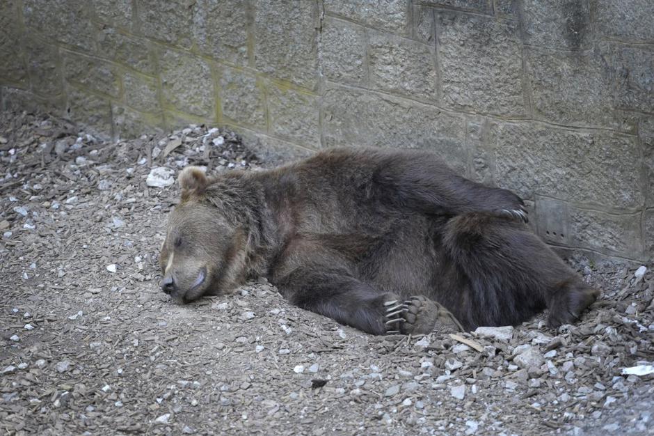 Živalski vrt Ljubljana | Avtor: Anže Petkovšek