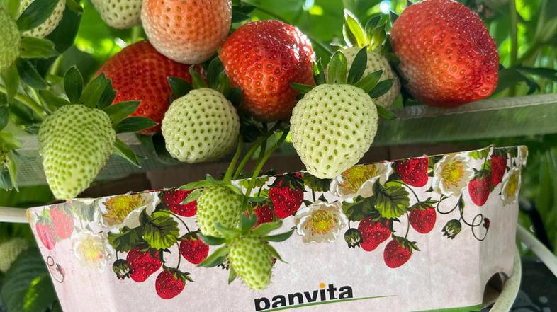 Panvita