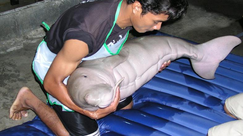 Dugong dugon