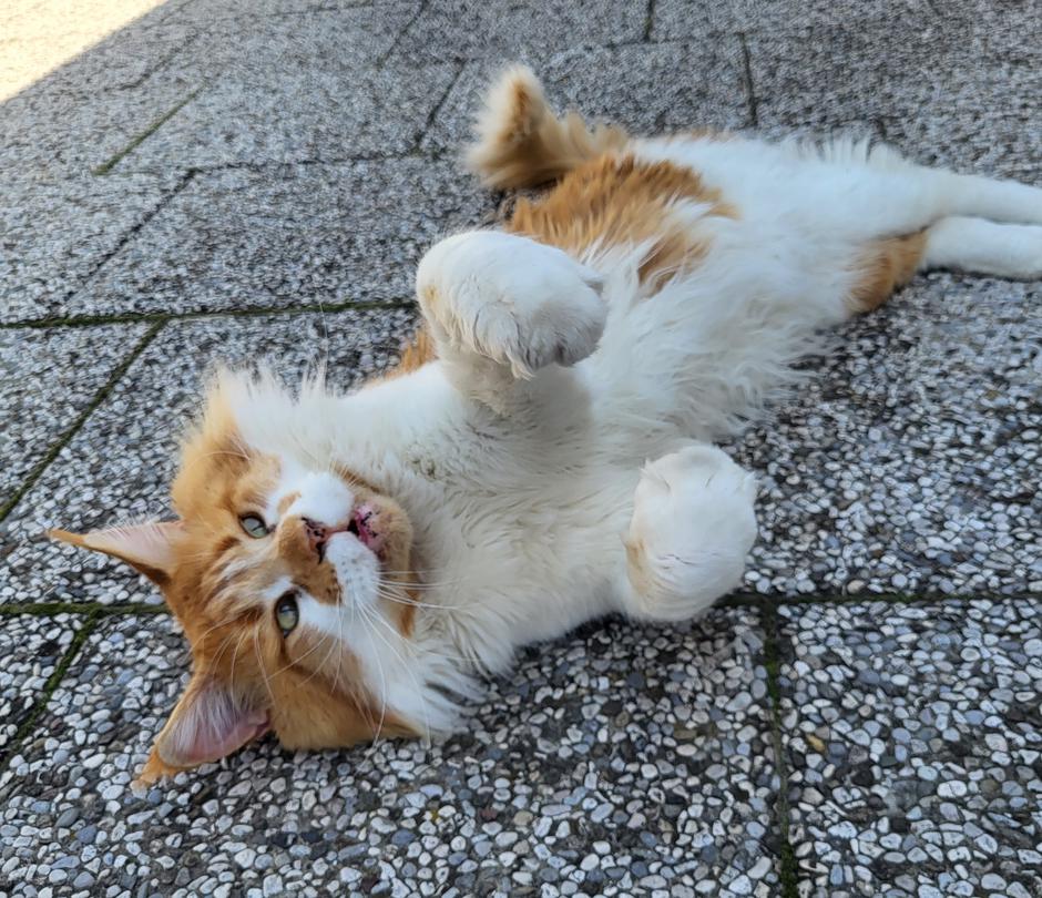 maine coon | Avtor: Andreja Ručman