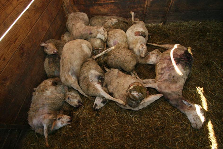 Fotografija je simbolična. (Foto: Dare Čekeliš)