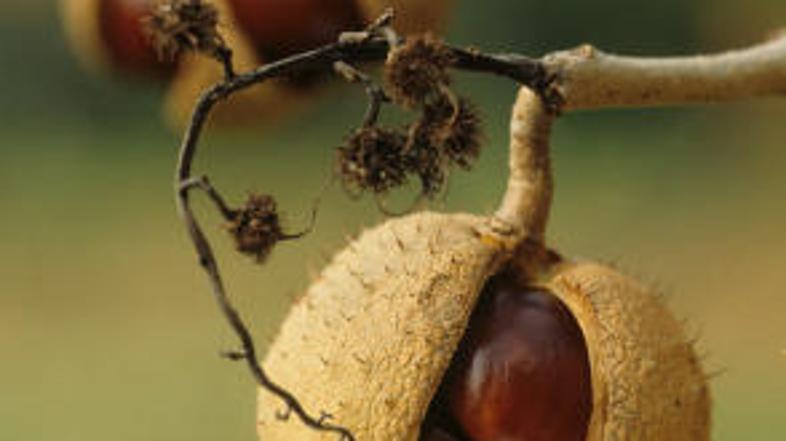 Privoščite si jesenske sadeže narave.