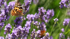 Divja sivka raste na primer v južni Franciji, Španiji, Italiji in na severu Afri