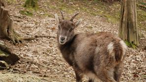 ZOO park Rožman