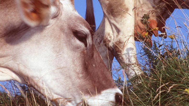 BSE se je prvič pojavila v Veliki Britaniji v 80. letih.
