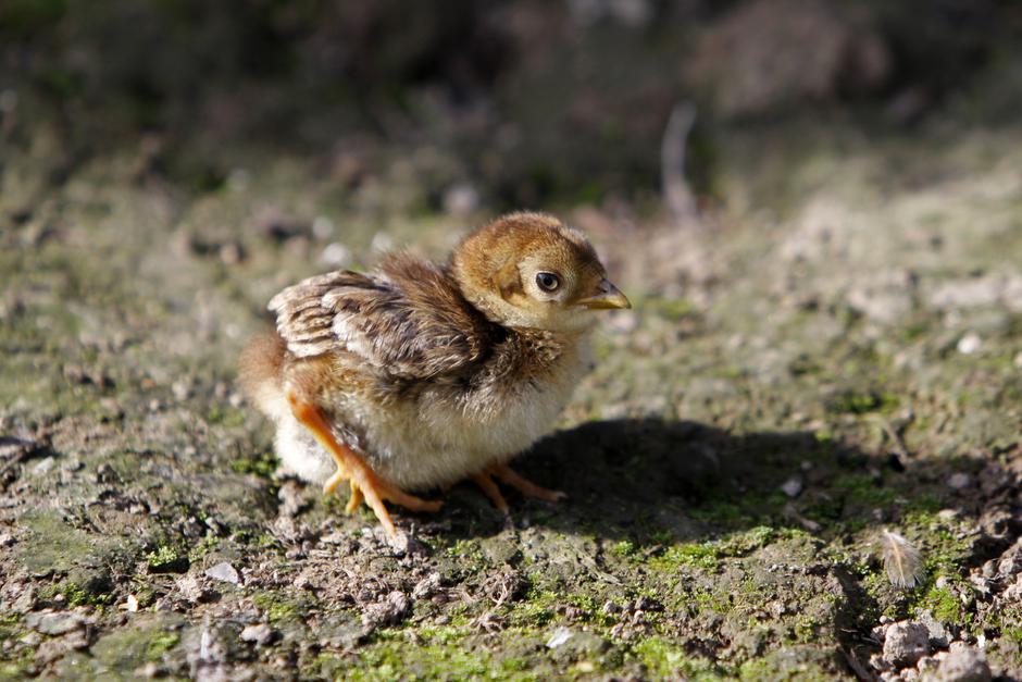 Fazan | Avtor: Profimedia