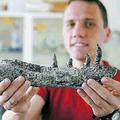 Paleontolog Tomasz Sulej kaže kost tiranozavrovega prednika.