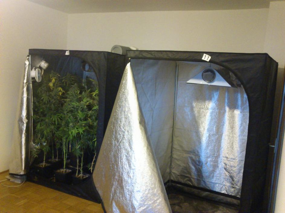 konoplja zaseg droga policija