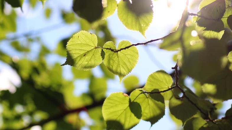 Lipovec Tilia cordata