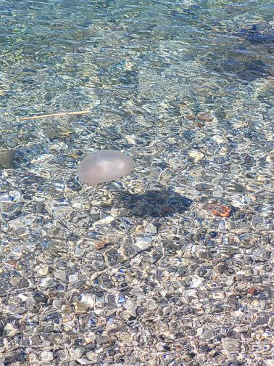 Meduza Portorož | Avtor: Bralka