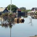 Poplave v BiH