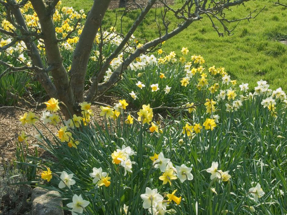 narcise pod jablano | Avtor: Profimedia