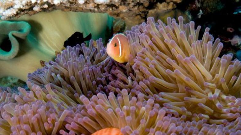 Veliki koralni greben