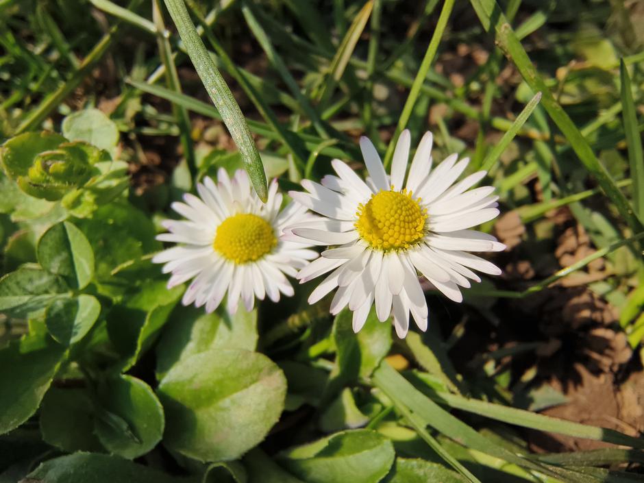 Vivo X90 Pro | Avtor: D. J.