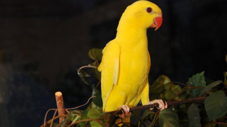 Vzreja papig Miha Purgar