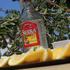 Tequila pool party