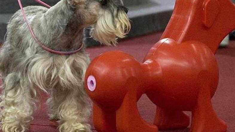 Morda je to le začetek tovrstnih pripomočkov za pse.