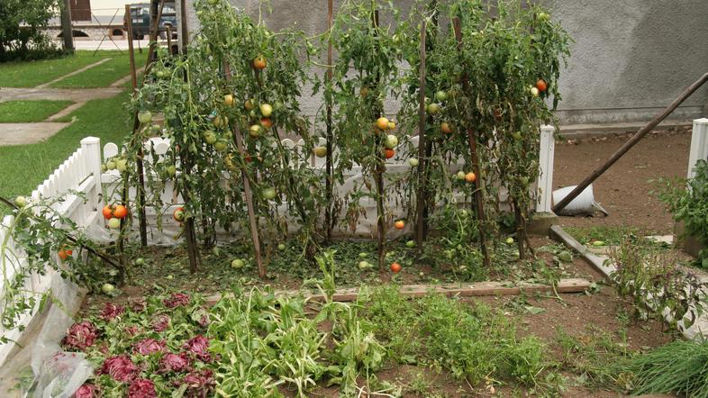 neurje Savinjska dolina toca Vojko Lapajne