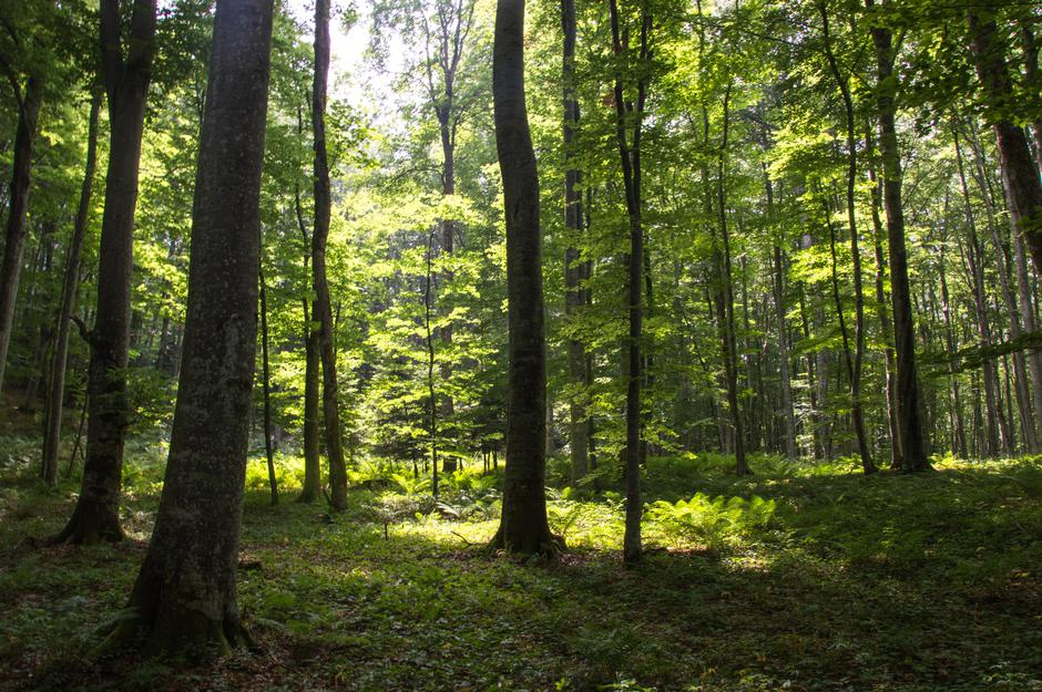 Ministrstvo za kmetijstvo, gozdarstvo in prehrano | Avtor: Ministrstvo za kmetijstvo, gozdarstvo in prehrano