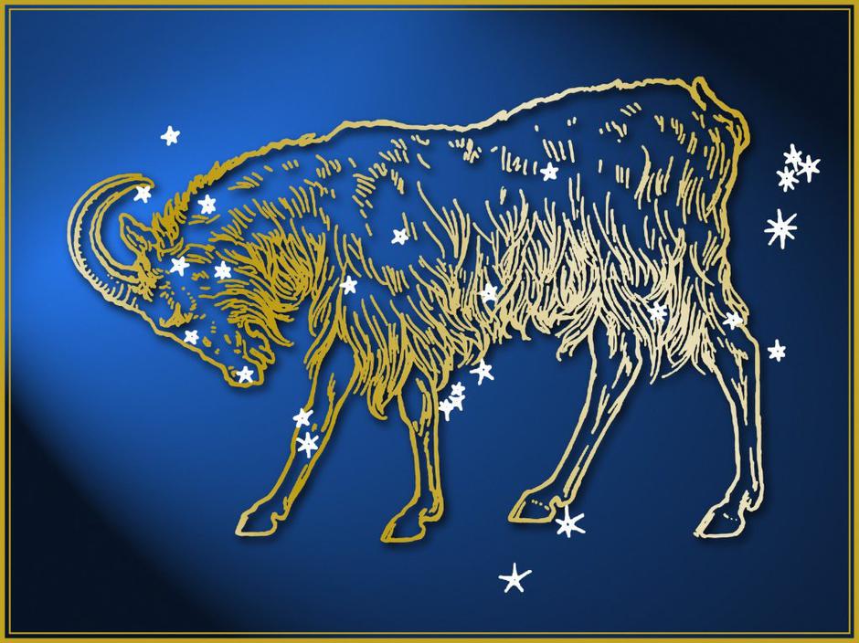 kozorog | Avtor: Profimedias