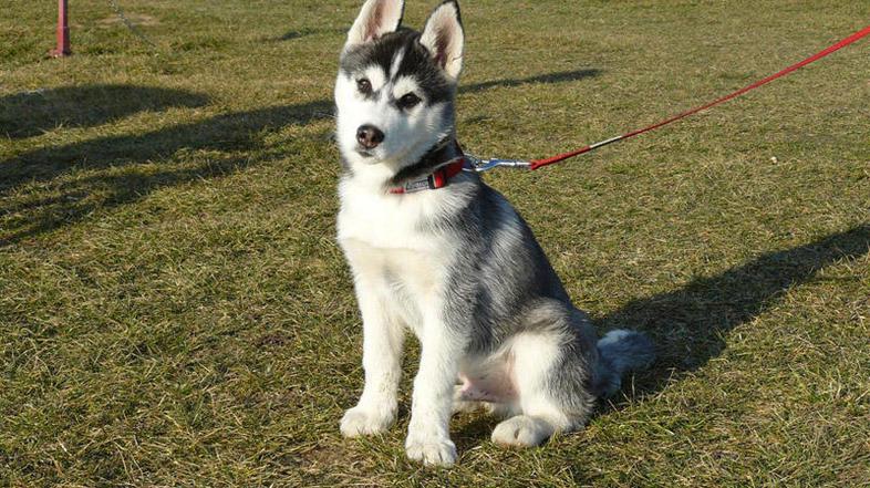 Maxi je bil šolan in je bil v bližnji okolici dobro znan zaradi številnih nagrad