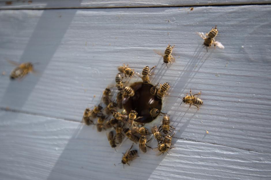 Peter Pečenko, urbani čebelar. | Avtor: Anže Petkovšek