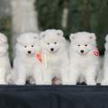 Samojed