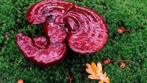 Ganoderma lucidum, goba