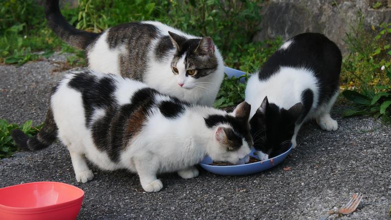 Hranjenje mačk, ki iščejo dom
