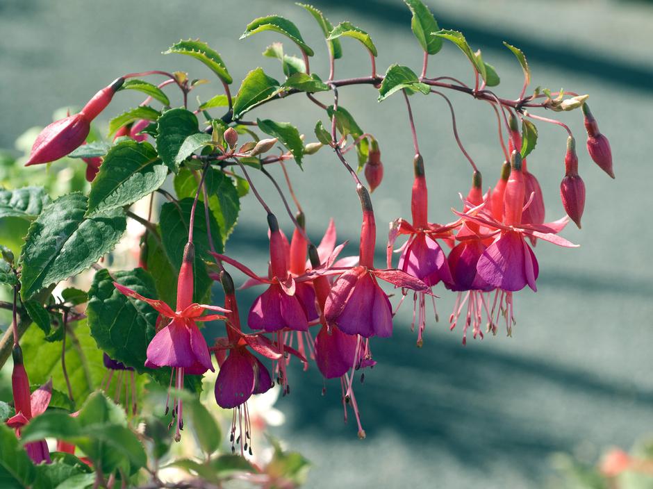 Fuksije | Avtor: Profimedia