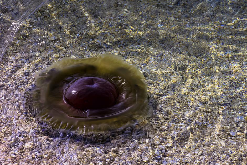 Meduza | Avtor: Profimedia
