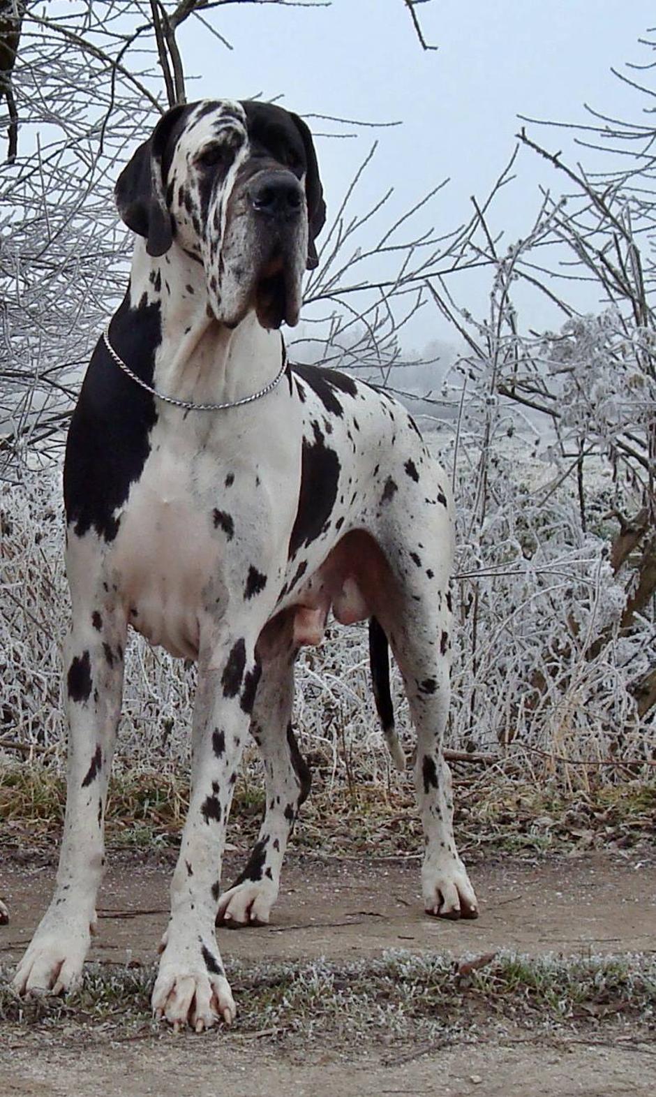 Nemška Doga | Avtor: Slavi Porš, psarna From Valvasor's Land