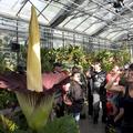 amorphophallus titanum roza cvetenje