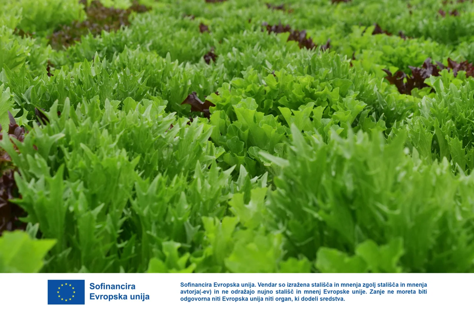 steklenjak Panvita Nemščak pridelava solate | Avtor: Dani Kolarič