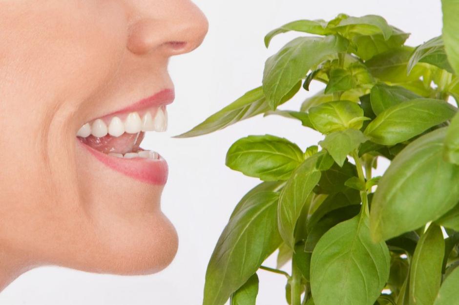 nos | Avtor: Profimedias