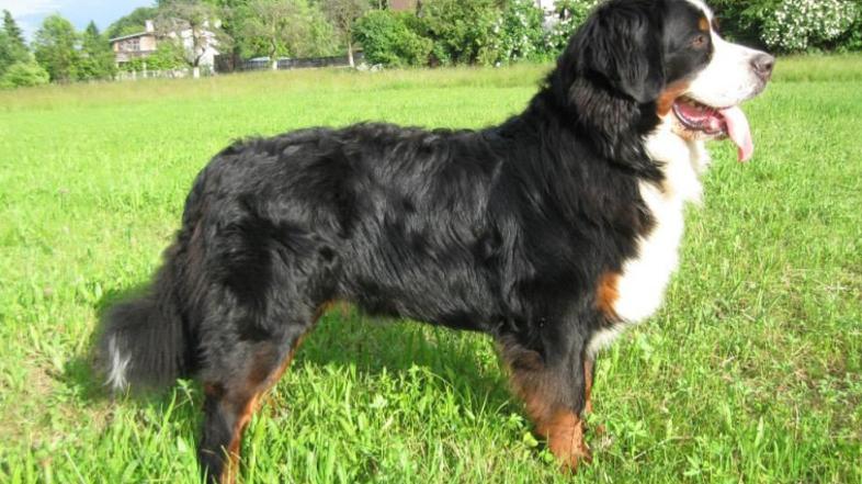 bernski planšar Leon