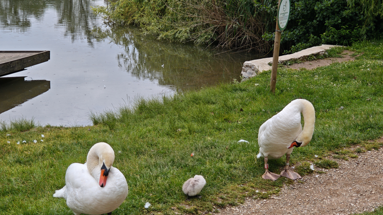 Labodja družinica Koseški bajer