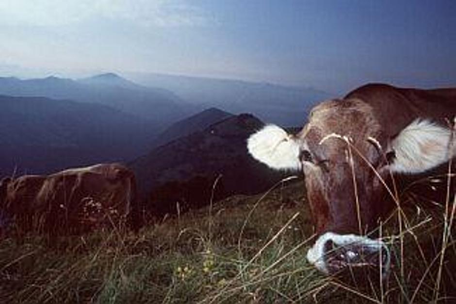 Na Štajerskem je udaril vranični prisad. | Avtor: Žurnal24 main