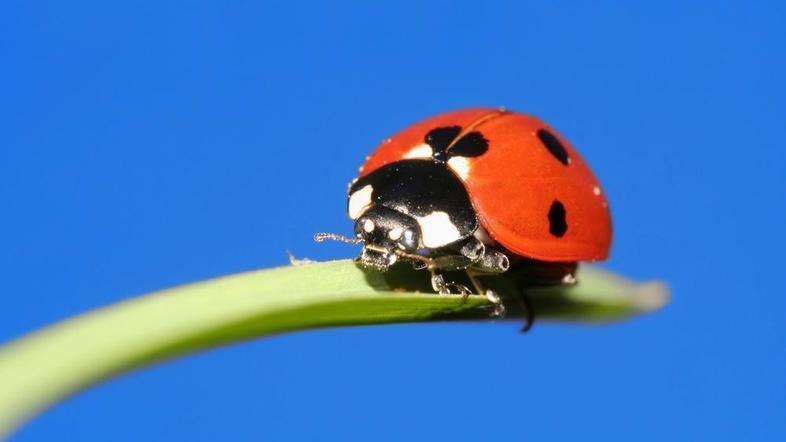 Pikapolonica prinaša srečo. (Foto: Shutterstock)