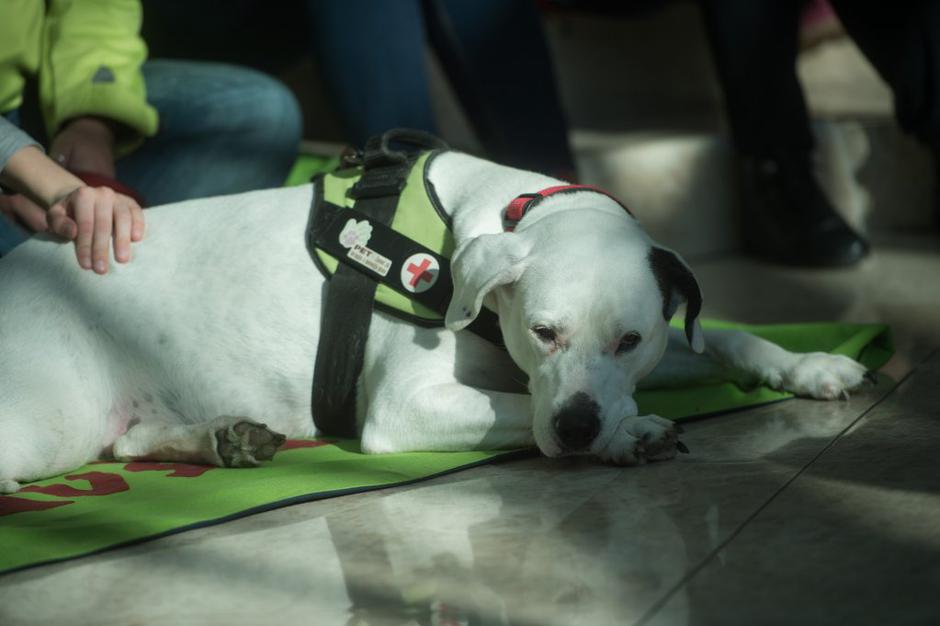 društvo pet | Avtor: Anže Petkovšek