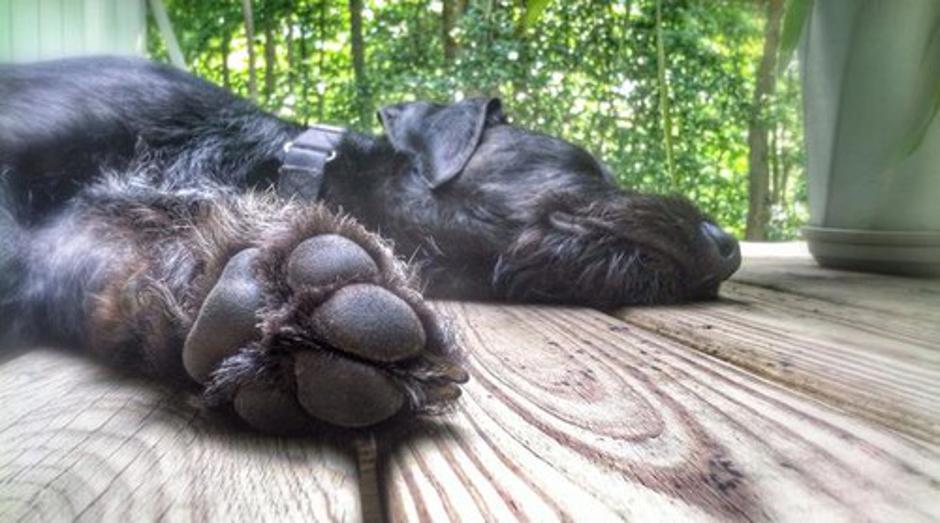 Pasje tačke | Avtor: Profimedias