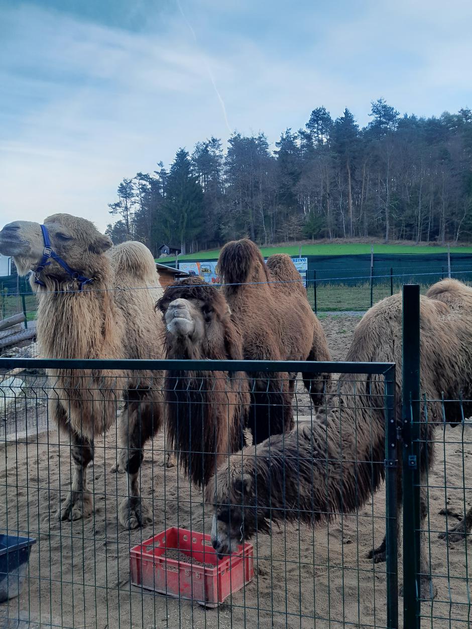 ZOO Aladin | Avtor: ZOO Aladin