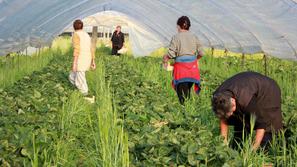 V nasadih fakultete za kmetijstvo delajo najdlje do 10. ure, saj je pozneje prev