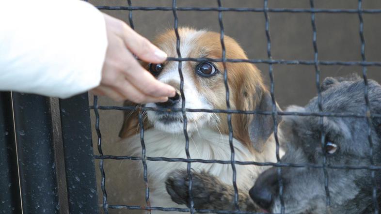 Okužene živali zdravijo na Gmajnicah, v Horjul pa nameščajo živali, ki so jih lj
