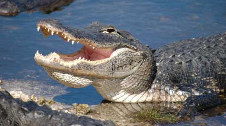 S temi zobmi se ne gre šaliti.